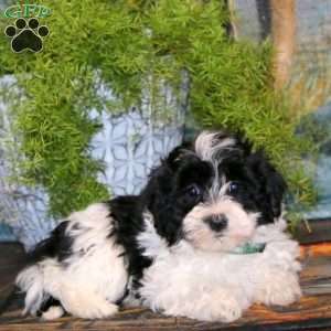 Tootsie, Havapoo Puppy