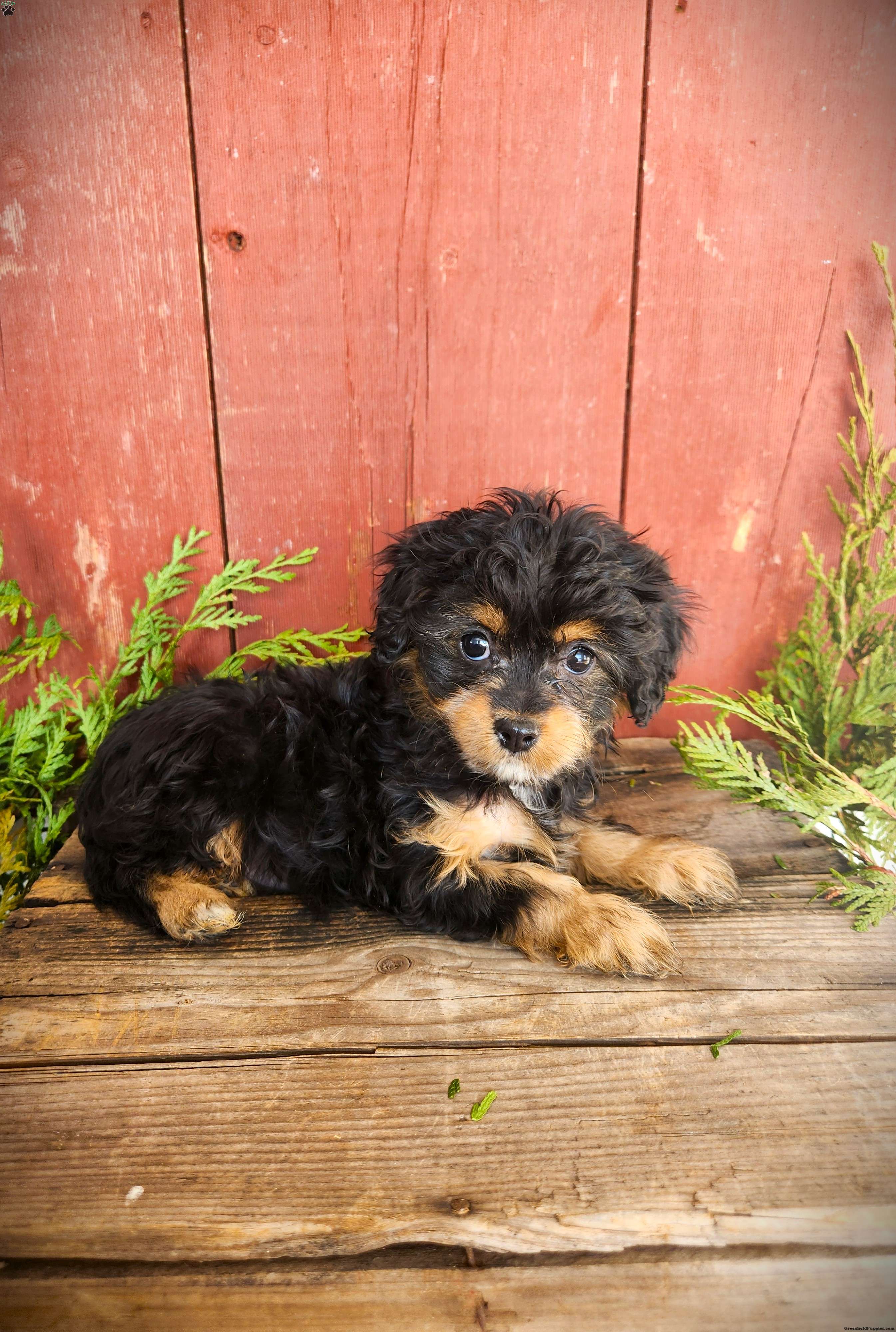 Tracy - Cavapoo Puppy For Sale in Pennsylvania