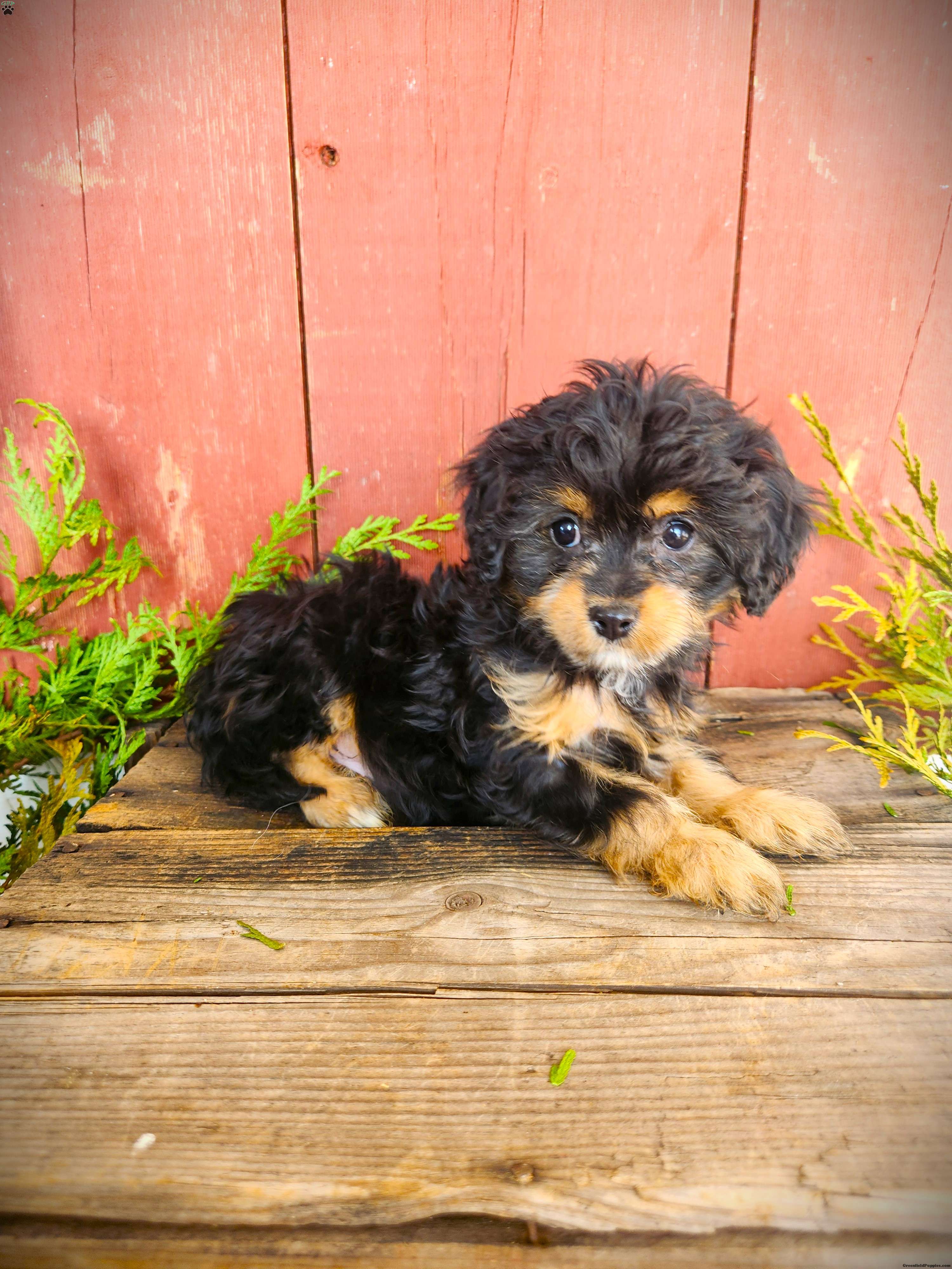 Tracy - Cavapoo Puppy For Sale in Pennsylvania