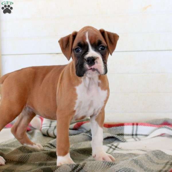Tracy, Boxer Puppy