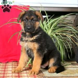 Travis, German Shepherd Puppy