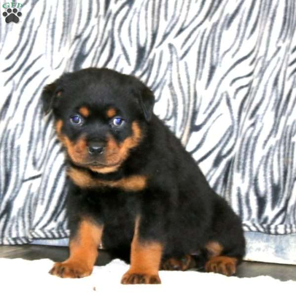 Travis, Rottweiler Puppy