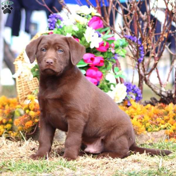 Travis, Chocolate Labrador Retriever Puppy