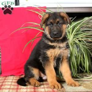 Travis, German Shepherd Puppy