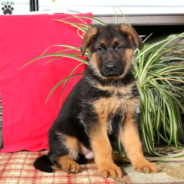 Travis, German Shepherd Puppy