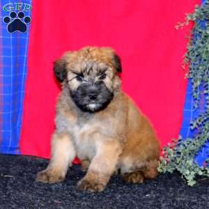 Travis, Soft Coated Wheaten Terrier Puppy