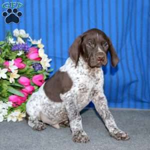 Travis, German Shorthaired Pointer Puppy
