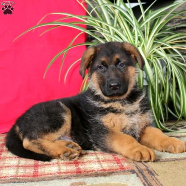 Travis, German Shepherd Puppy