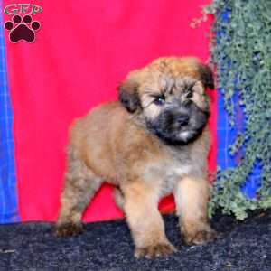 Travis, Soft Coated Wheaten Terrier Puppy