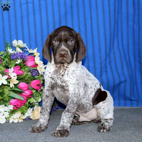 Trea, German Shorthaired Pointer Puppy