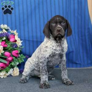 Trea, German Shorthaired Pointer Puppy