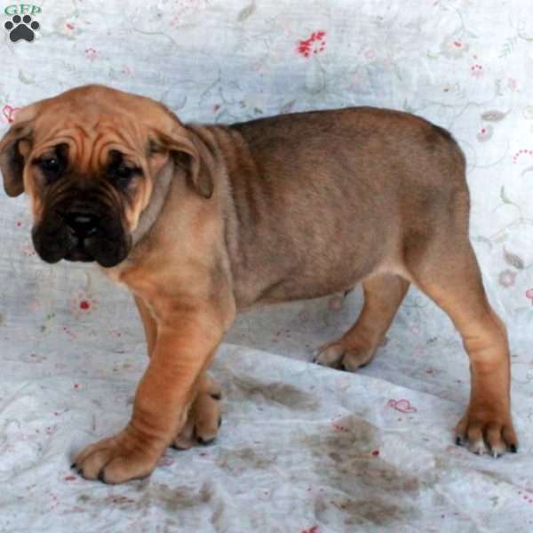 Trent, Cane Corso Puppy