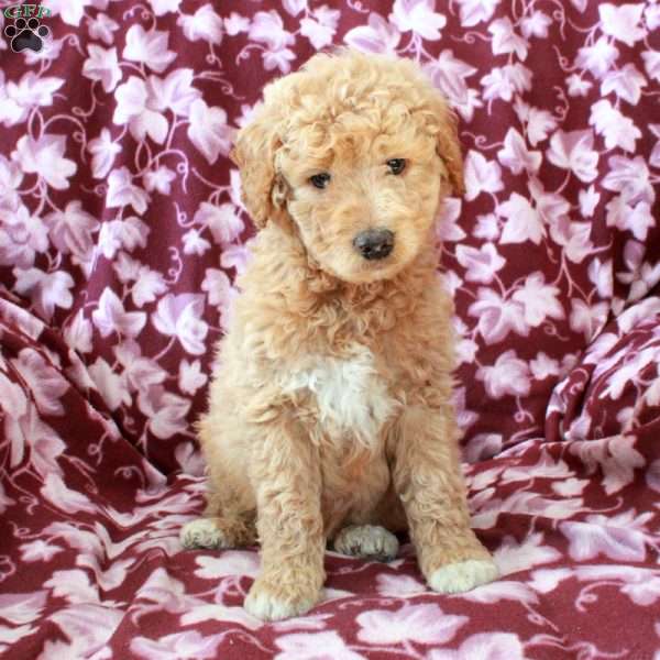 Trent, Mini Goldendoodle Puppy