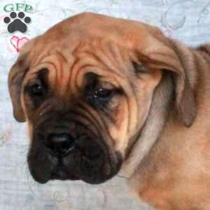 Trent, Cane Corso Puppy