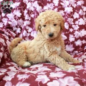 Trent, Mini Goldendoodle Puppy