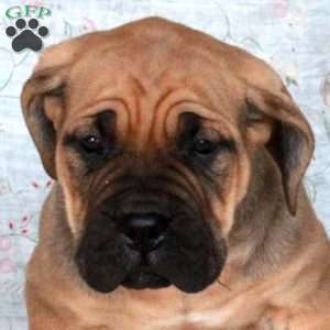 Trent, Cane Corso Puppy