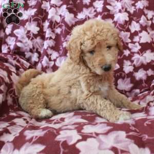 Trent, Mini Goldendoodle Puppy