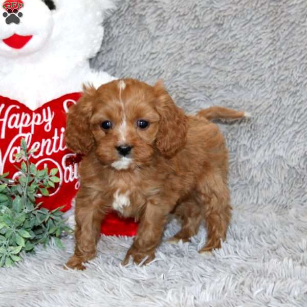 Trevan, Cavapoo Puppy