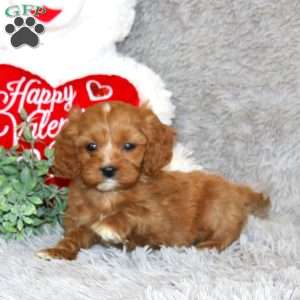 Trevan, Cavapoo Puppy