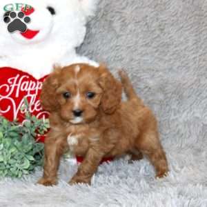 Trevan, Cavapoo Puppy