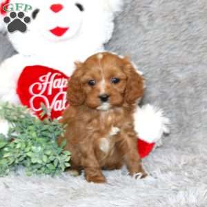 Trevan, Cavapoo Puppy