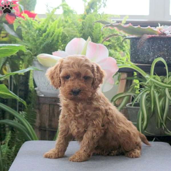 Trevor, Miniature Poodle Puppy