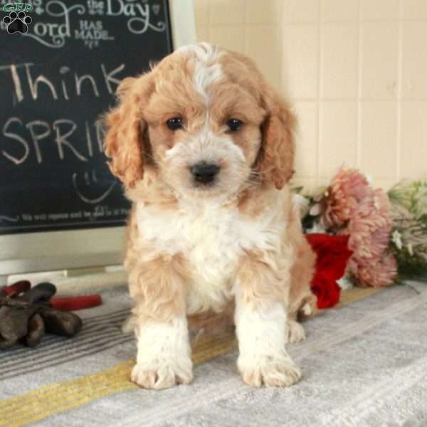 Trevor, Cockapoo Puppy