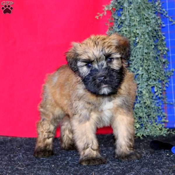 Trevor, Soft Coated Wheaten Terrier Puppy