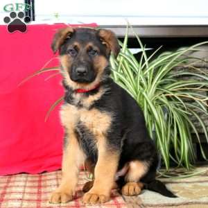 Trevor, German Shepherd Puppy