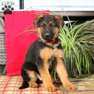 Trevor, German Shepherd Puppy
