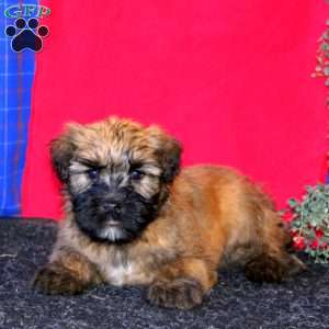 Trevor, Soft Coated Wheaten Terrier Puppy