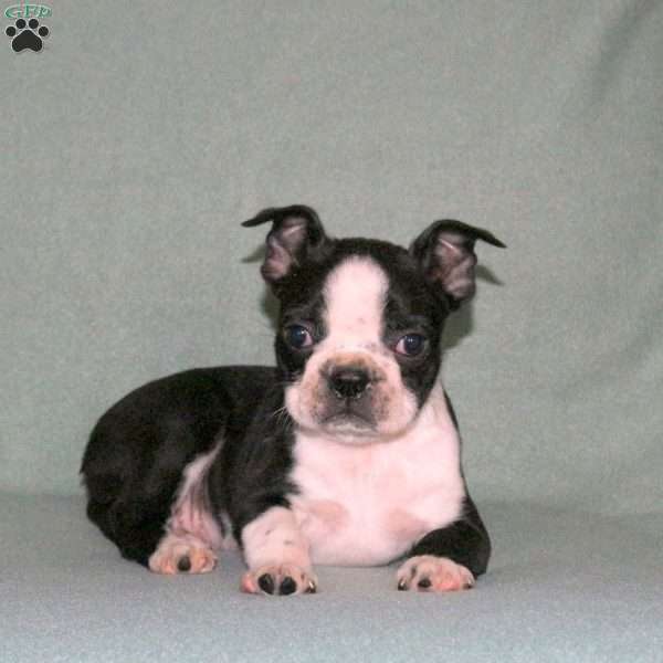 Trigger, Boston Terrier Puppy