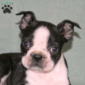 Trigger, Boston Terrier Puppy