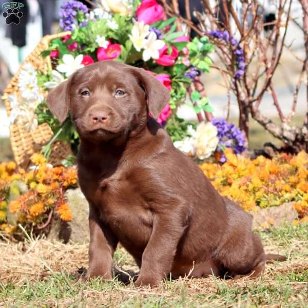 Trish, Chocolate Labrador Retriever Puppy
