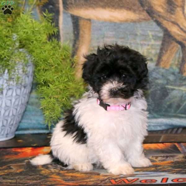 Trish, Havapoo Puppy