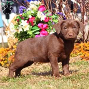 Trish, Chocolate Labrador Retriever Puppy