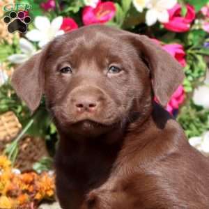 Trish, Chocolate Labrador Retriever Puppy