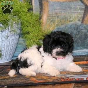 Trish, Havapoo Puppy