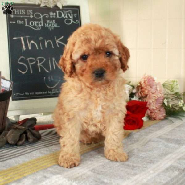 Trisha, Cockapoo Puppy