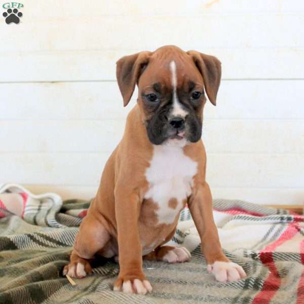 Trisha, Boxer Puppy