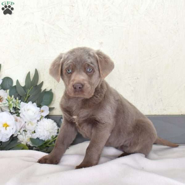 Trixie, Silver Labrador Retriever Puppy