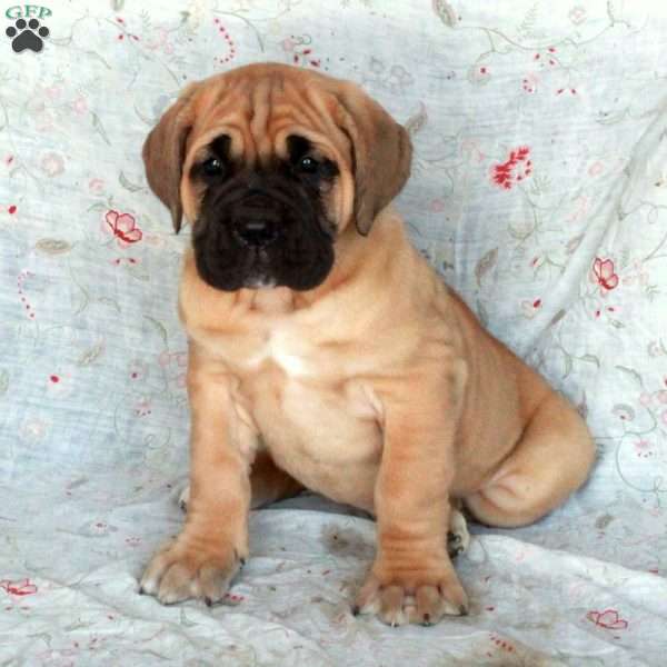 Trixie, Cane Corso Puppy