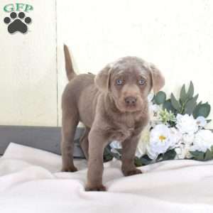 Trixie, Silver Labrador Retriever Puppy