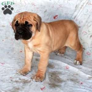 Trixie, Cane Corso Puppy