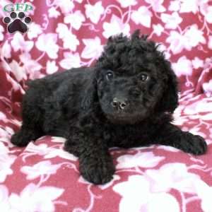 Trixie, Mini Goldendoodle Puppy