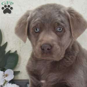 Trixie, Silver Labrador Retriever Puppy