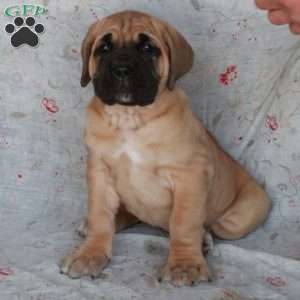 Trixie, Cane Corso Puppy