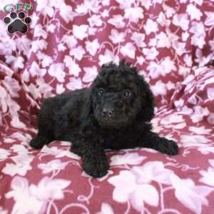 Trixie, Mini Goldendoodle Puppy