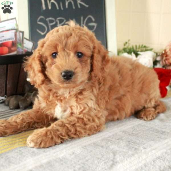 Trooper, Cockapoo Puppy