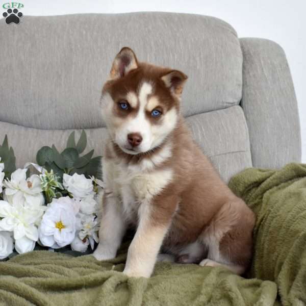 Trooper, Siberian Husky Puppy